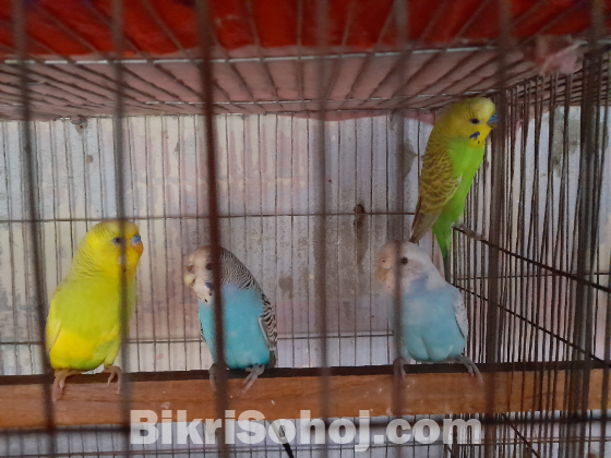 দুই জোড়া রানিং ক্লাসিক বাজরিগার